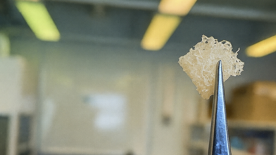 Mostra de teixit ossi amb una porositat elevada. Crèdits: Phylobone.