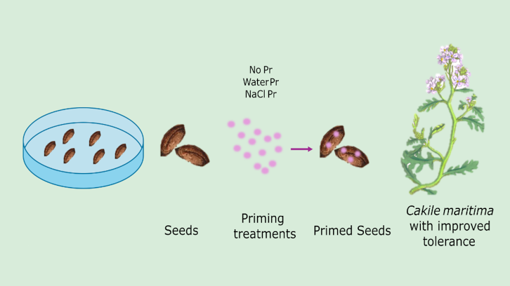 Esquema del procés d'imprimació