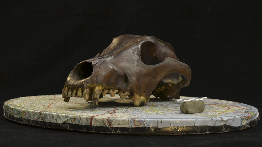 Crani d¿un gos prehistòric. Crèdit: C. Ameen (Universitat d'Exeter).