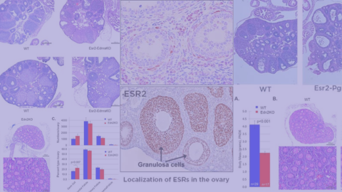 Endothelin-2 in ovulation and luteal formation