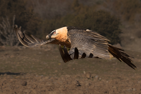 Birdwatching_Trencalos