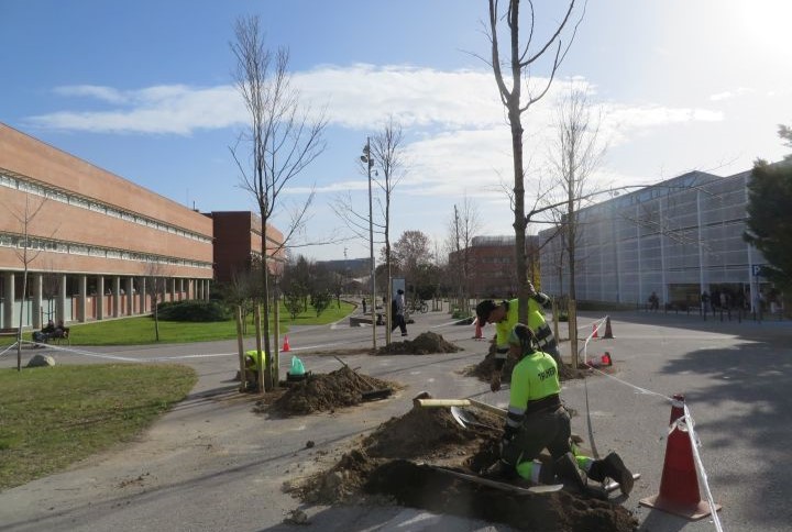 Escocells i petits parterres amb flors