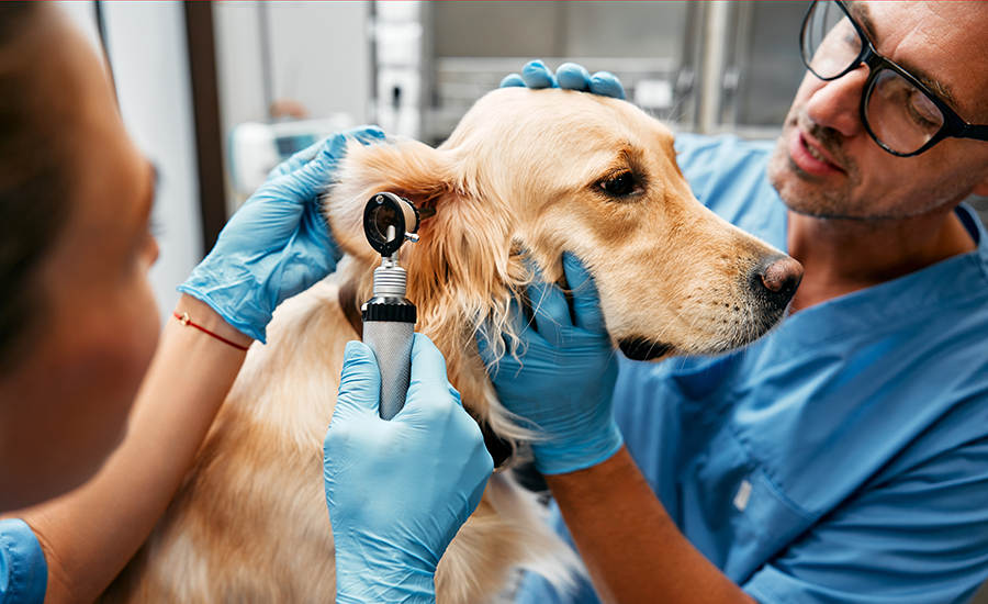 Microcredencial en Soft Skills en l'Àmbit Professional de la Veterinària