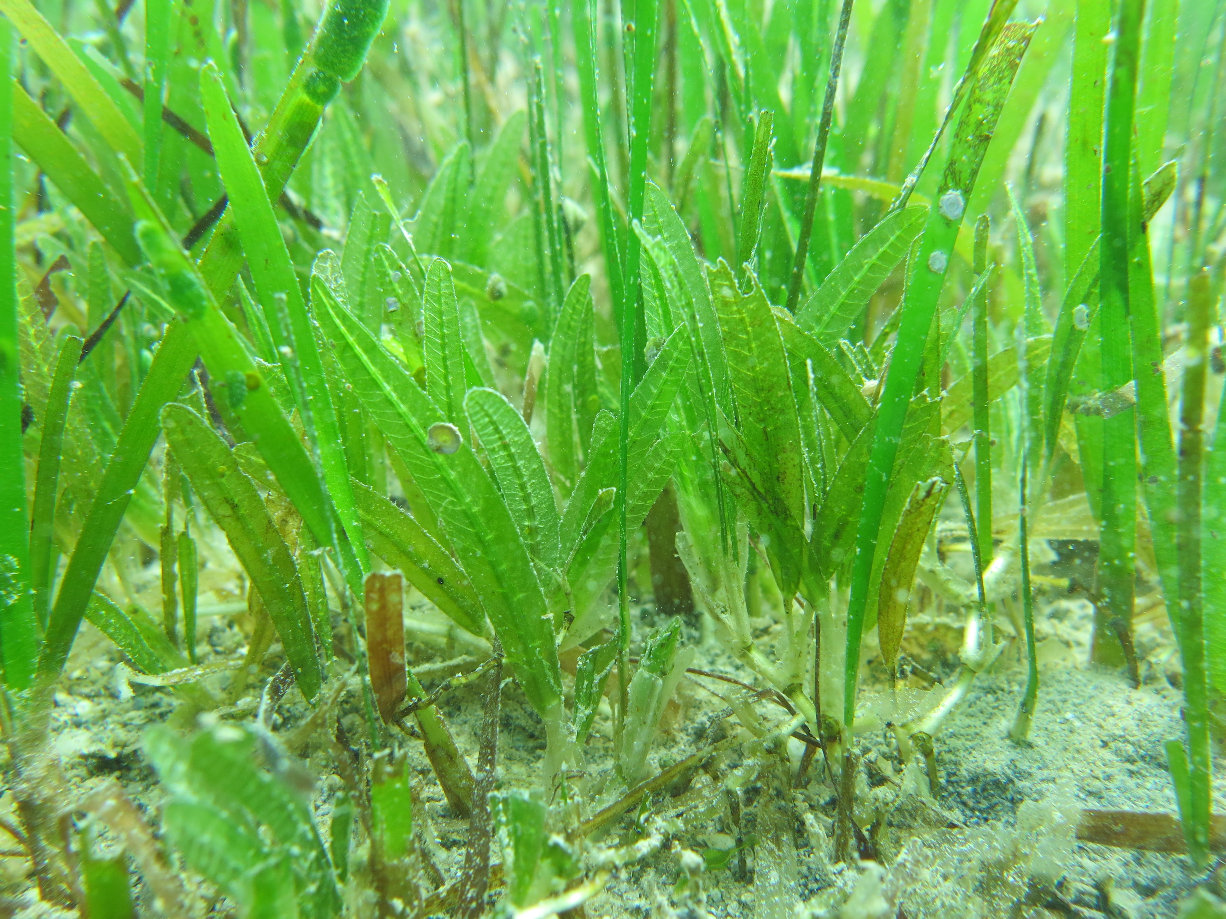 Травка род. Halophila stipulacea. Очиститель воды морская растение. Thellungiella salsuginea. Род растений турчаниновиелла.