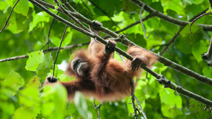 Orangutan entre branques d'arbres