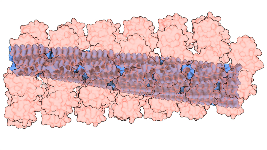 Model molecular de les nanofibril·les dissenyades pels investigadors de la UAB