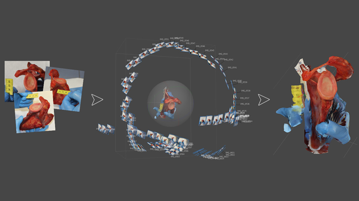 Il·lustració articulació espatlla primats