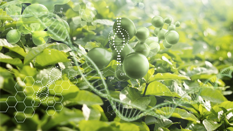 ADN Plantes