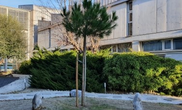 Jardí de la Facultat de Traducció i Interpretació