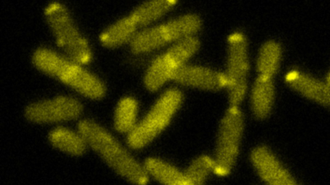 Discovery of mechanism that enables bacteria to elude  antibiotics