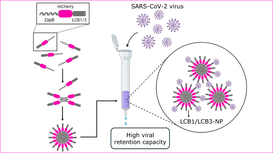 disseny nanopartícules que capturen virus SARS-CoV2