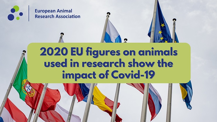 Banderes de paisos de la UE i el text: 2020 EU numbers on animals used in research show the impact of Covid-19