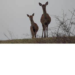 Dos cabirols en prat