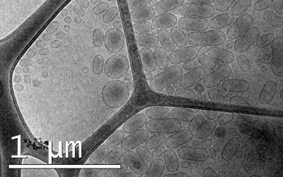 Vesícules observades per CrioTEM