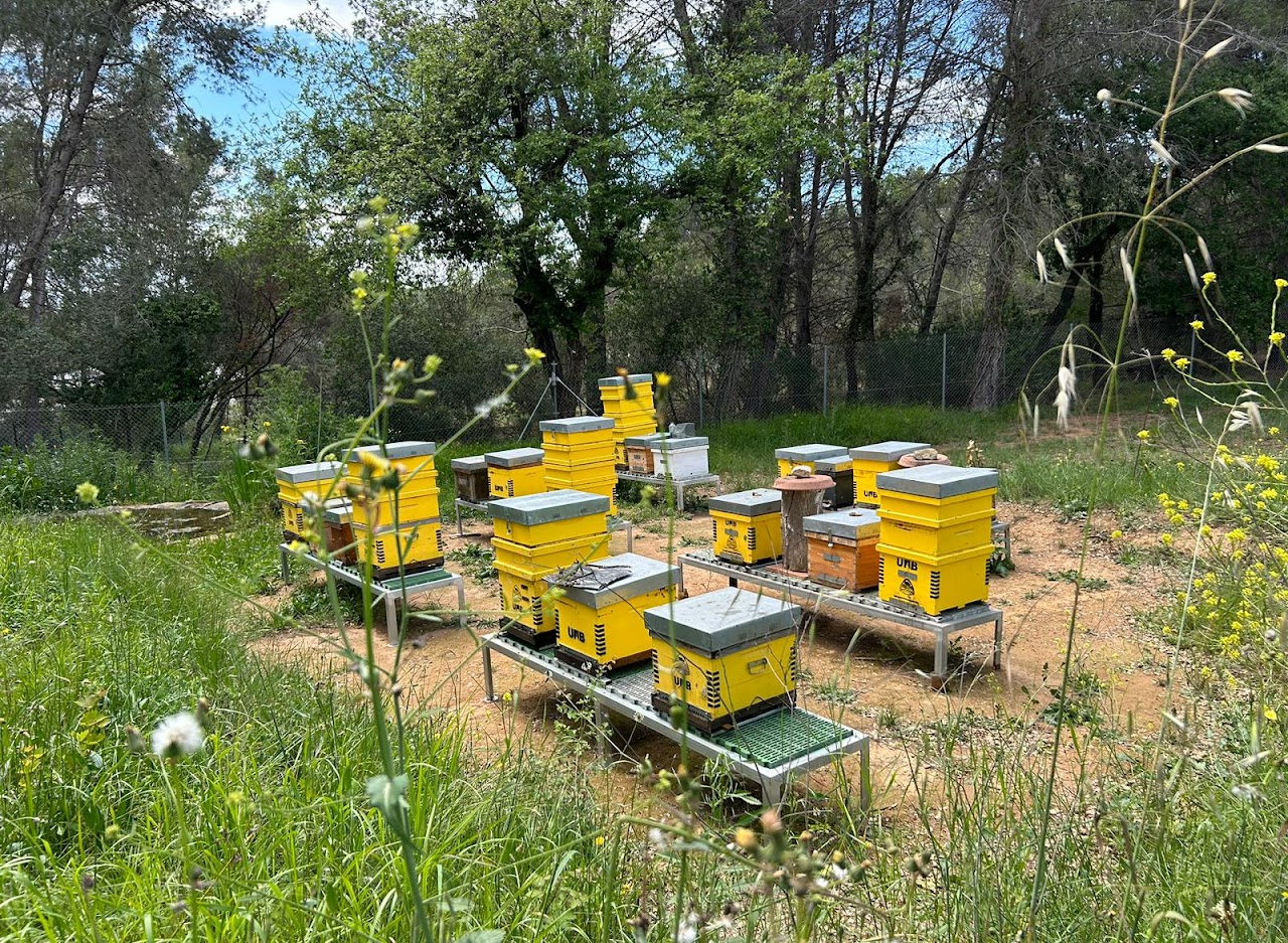 Apiary