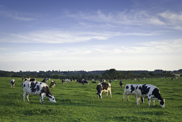 Cows in a green field with blue sky