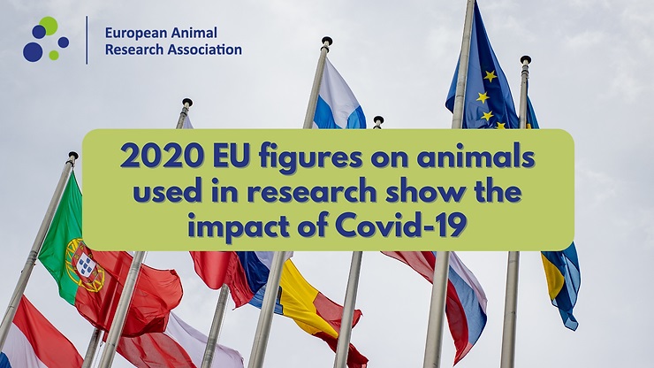 Flags of EU countries and text: 2020 EU numbers on animals used in research show the impact of Covid-19