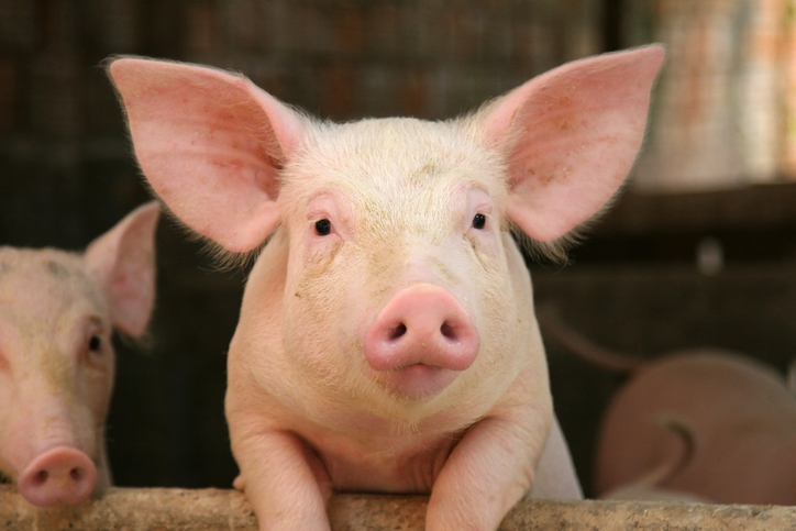 Pig looking at camera, up on a railing