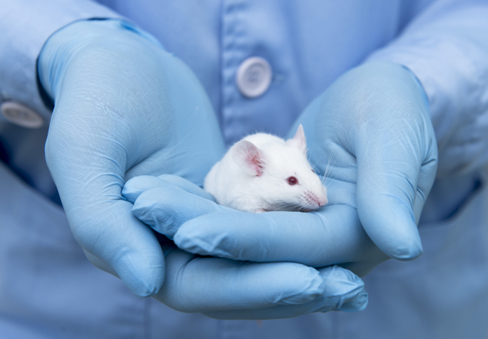 White mouse in human hands with blue gloves