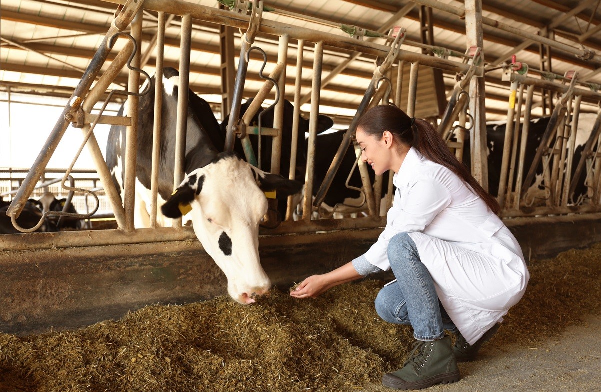 Mujer en una granja dando de comer a una vaca