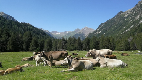 Varias vacas descansando en un llano entre montañas