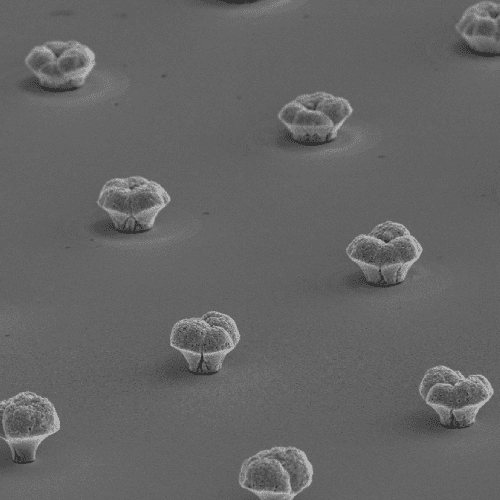 Imagen de FE-SEM de estructuras porosas de Co-Pt electrodepositadas