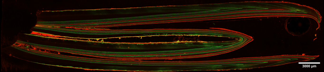 Mosaico de una diente de oveja con marcadores fluorescentes