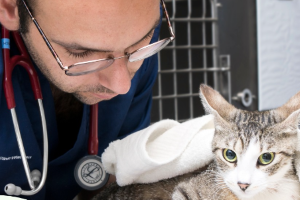 Veterinario cuida de una gato