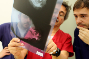 Tres veterinarios examinan una radiografía