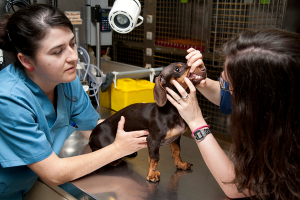 Veterinarias examinan a un perrito