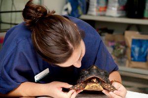 Veterinaria con una tortuga