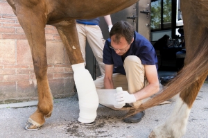 Un veterinario examina a un caballo