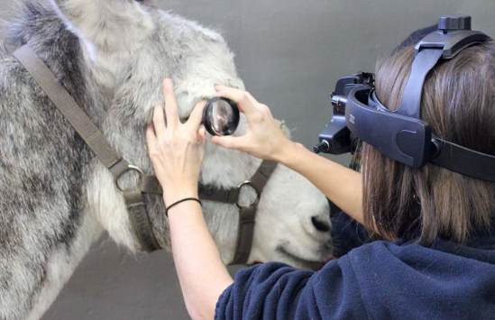 Una oftalmóloga examina el ojo de un equino